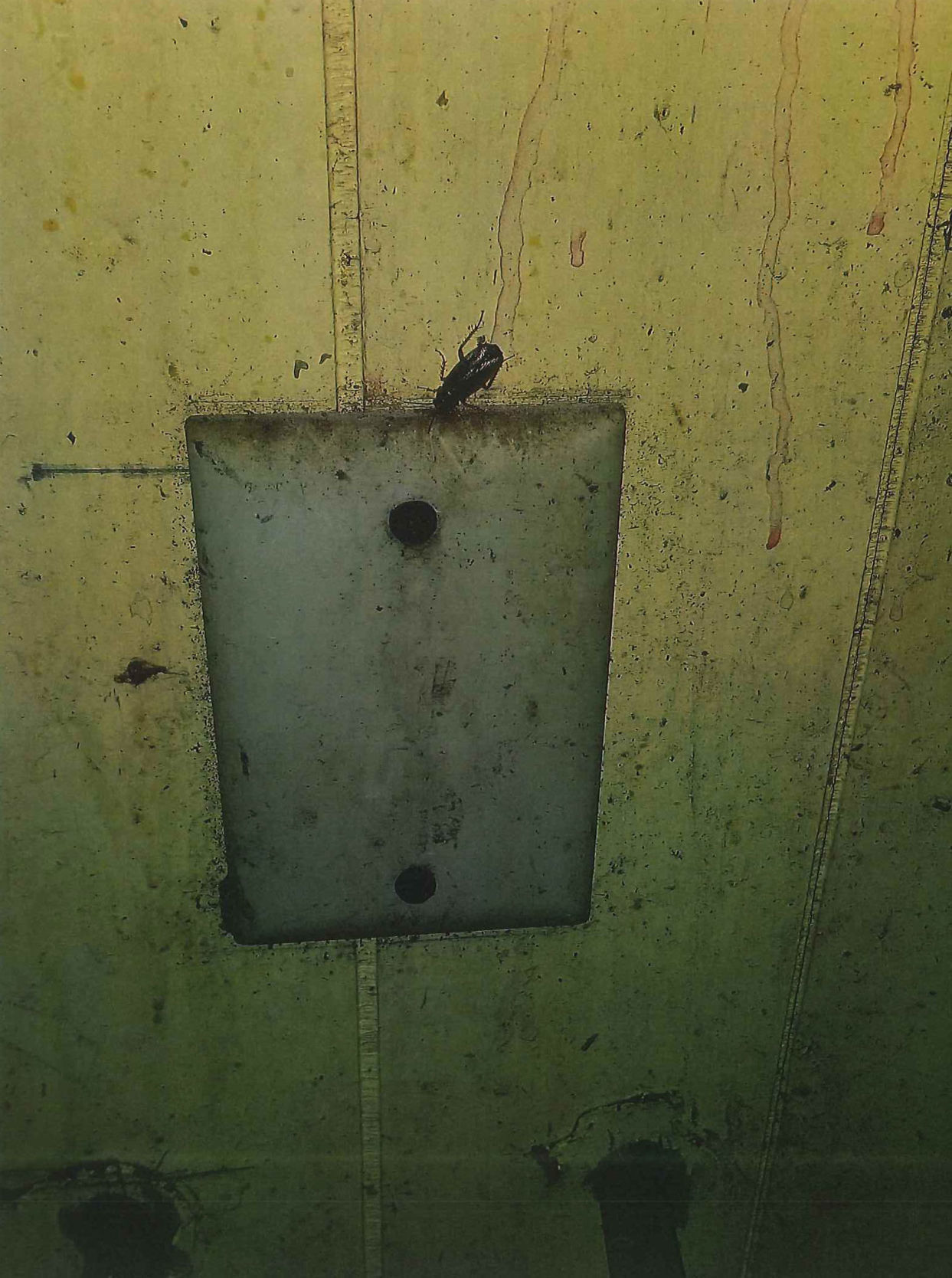 Cockroach